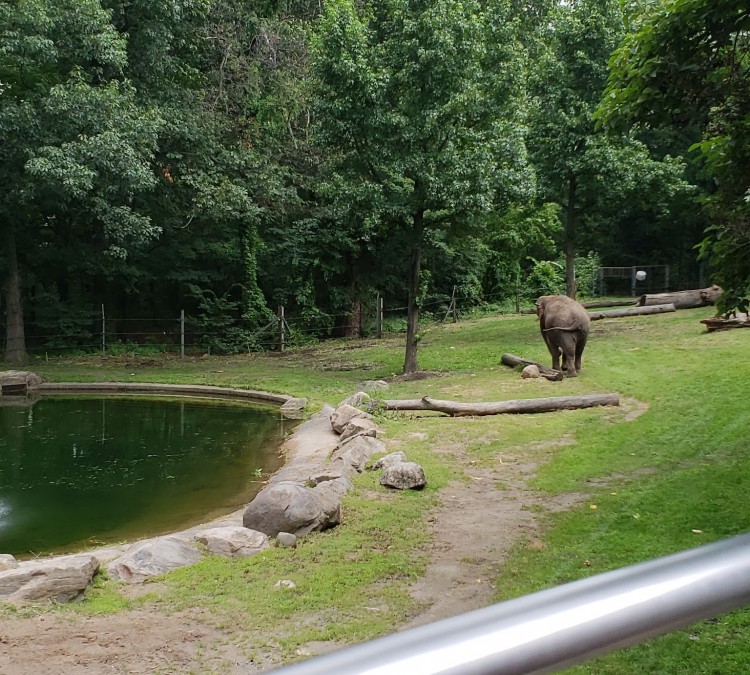 asian-elephants-at-bronx-zoo-photo